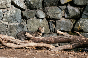 cat