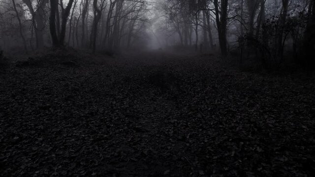 Forest pathway on dark moody misty day in horror scene, dolly backward shot