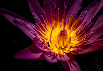 lotus flower insect nature beautiful background image