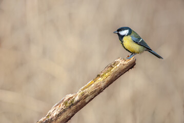 Great Tit on a branch during winter. (Parus major).