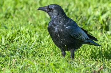 Carrion crow looking for food in the grass. (Corvus corone).