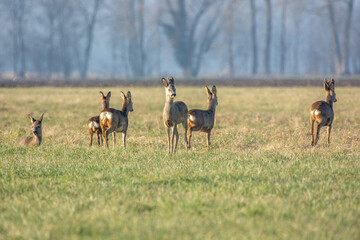 Naklejka na ściany i meble Group of deer in a meadow at the end of winters. (Capreolus capreolus).