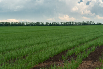Fototapeta premium Rows of green onions in an agricultural field