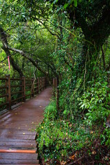 a thick wild forest with rainy pathway