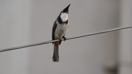 Red-whiskered bulbul singing song from wire