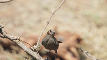 Indian robin perched on the bushes