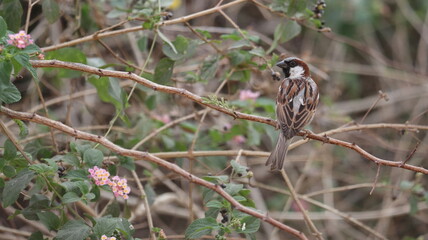 Sparrow perched on the bushes