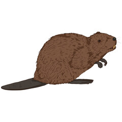 Vector Cartoon Beaver Illustration on White Background