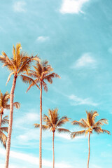 Tropical palm tree with blue sky and cloud abstract background. Summer vacation and nature travel adventure concept.