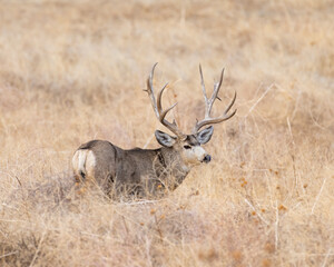 Mule Deer