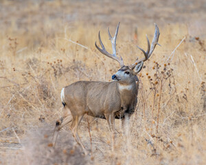 Mule Deer