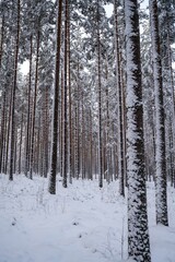 Snow covered trees in the winter in Finland, Scandinavia 
