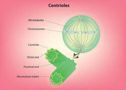 Biological illustration of centrioles (centriole structure)