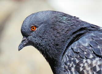 bird