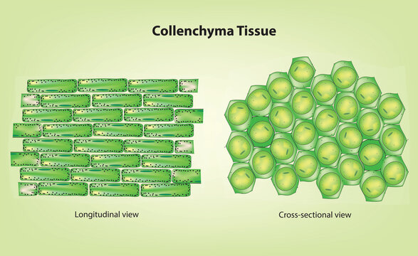 Botanical illustration of collenchyma tissue (collenchyma cells)