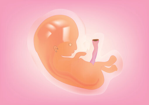 Biological illustration of embryo (unmatured embryo)