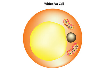 Anatomy of white fat cell (white adipose tissue) - obrazy, fototapety, plakaty