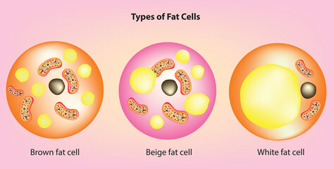 Types of fat cells (Anatomy of brown fat cell, beige fat cell, white fat cell) - obrazy, fototapety, plakaty