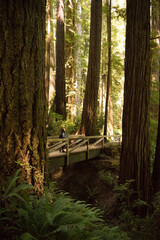 Hiking through the Redwood Forest