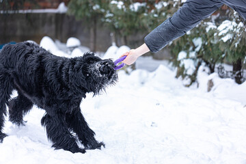 Giant schnauzer dog for a walk with the owner in the winter forest.