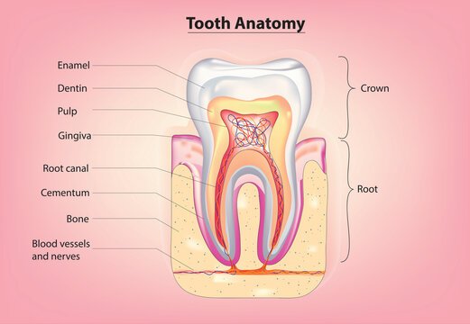 detailed diagram of human tooth anatomy