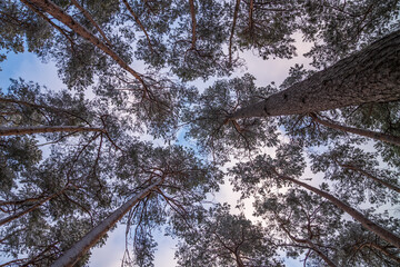 blick nach oben im wald
