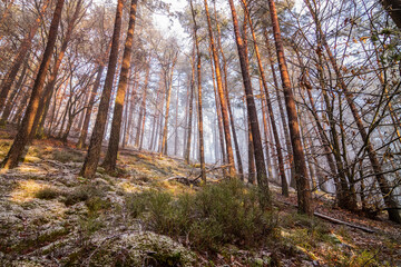 Naklejka premium winterlicher wald mit nebel