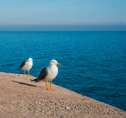 Seagulls resting on the old wall of Peñiscola in the Spanish Mediterranean