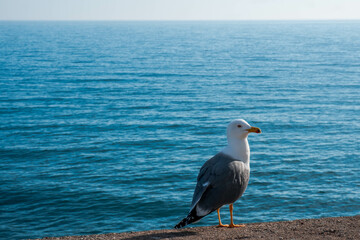 Seagulls resting on the old wall of Peñiscola in the Spanish Mediterranean