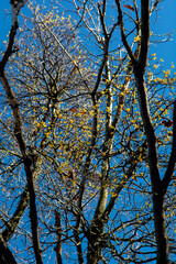 European loranthus (Loranthus europaeus) yellow berries. Yellow-berried mistletoe in the winter.