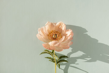 Delicate beige peony flower with sunlight shadows on neutral blue background