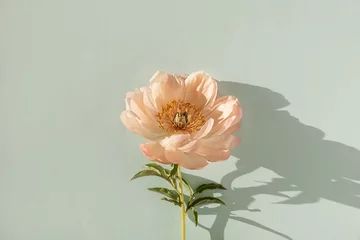Fotobehang Pioenrozen Delicate beige peony flower with sunlight shadows on neutral blue background  © Floral Deco