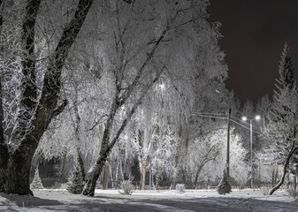 fluffy trees in the winter park