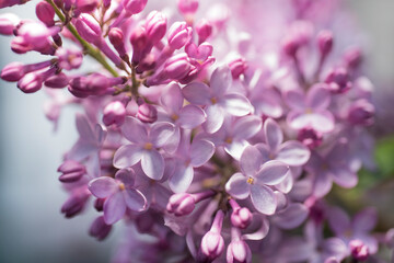Naklejka na ściany i meble Newly bloomed lilacs. 