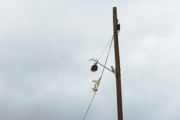 cockatoos at play on street light