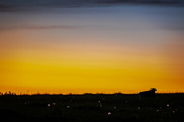 Kuh mit Horn liegt auf einer Wiese in der Abenddämmerung