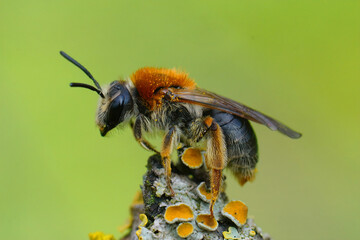 Closeup of a female red-tailed mining bee, Andrena haemorrhoa on a lichen covered twig