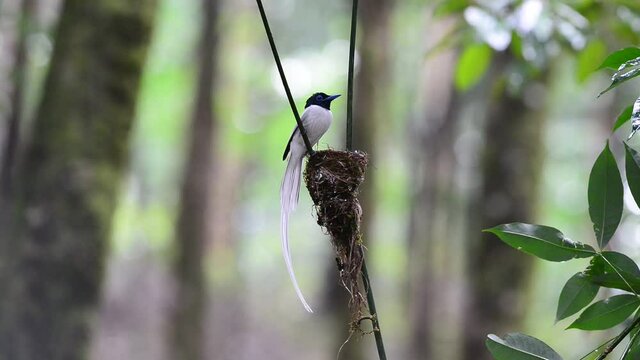 A beautiful long-tailed white bird perched on a branch to take care of the children in the nest Asian Paradise-flycatcher (Terpsiphone paradisi) in the Nature
