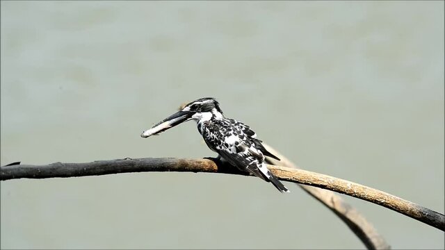 Pied kingfisher (Ceryle rudis) Catch fish on the branches of the river