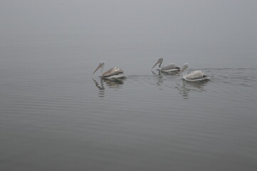 swans on the lake