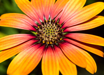 Closeup of a deep orange  Cape Marguerite daisy , frontal view
