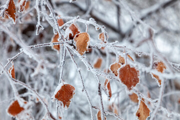 feuilles givrées