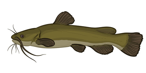 Catfish isolated on a white background. Color vector illustration of a fish.