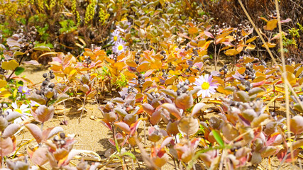鳥取砂丘の紅葉したハマゴウ