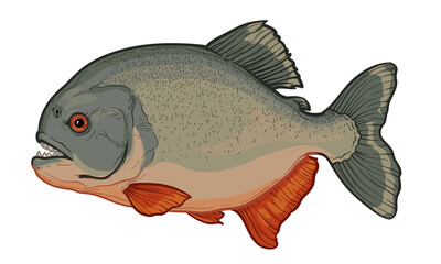 Piranha isolated on a white background. Color vector illustration of a fish.
