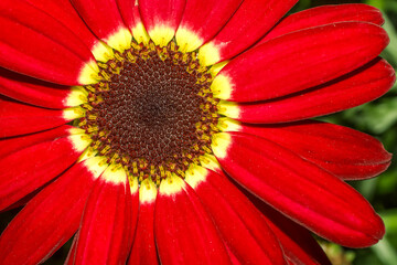 Closeup of a deep red Marguerite Daisy , frontal view
