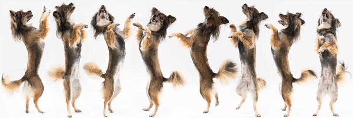 Of multiple views of a standing female on two hind legs. Panoramic view. Multi-breed dog.