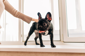 Jonge zwarte Franse Bulldog Dog Puppy met witte vlek zit binnenshuis thuis. Vrouw Streelt Een Puppy.