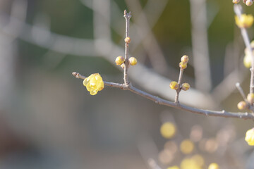 新春のロウバイ