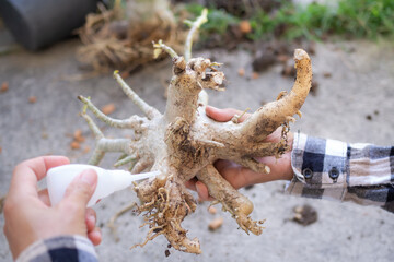 Close up farmer glue drop root Adenium or Azalea flower for wound healing from cut out in garden. trimming trees for beauty. organic plant cultivation and Applied,modern Agriculture concept.
